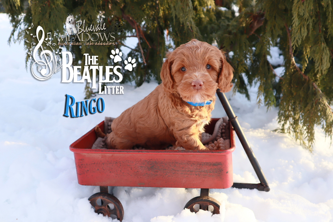 an australian labradoodle puppy sitting in a red wagon with a “The Beatles Ringo” sign